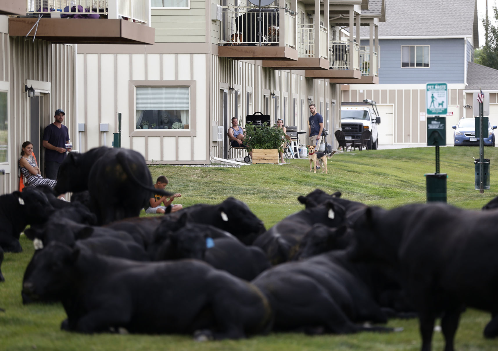 Bulls on the loose